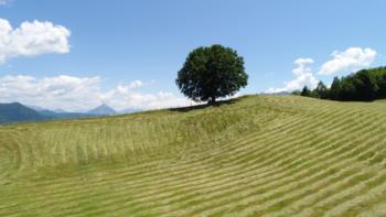FAGGIO DI PANI  