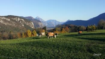 Carnic hills 